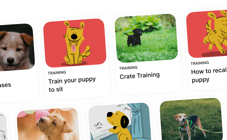 ZigZag training carousel